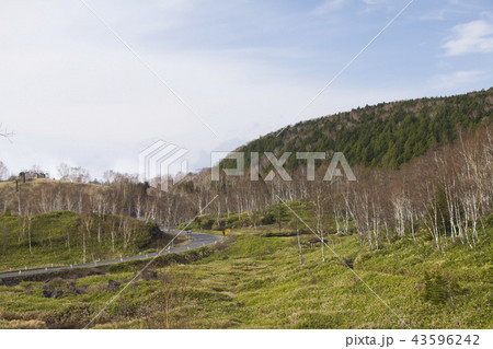 春の志賀高原道路/長野県山ノ内町 春の志賀高原道路/長野県山ノ内町 43596242