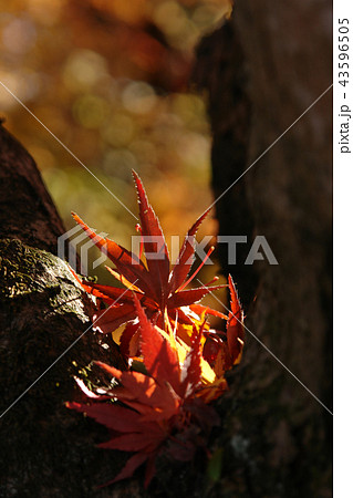 鳥取　四季の散歩　秋　紅葉　東光寺 43596505