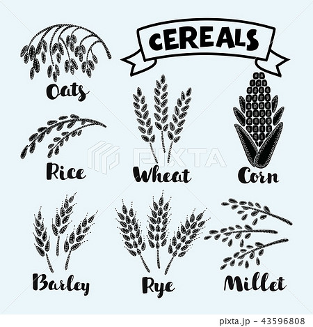 Vector illustration of ripe ears 43596808