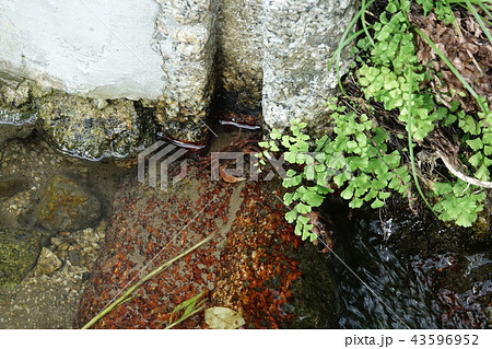 ほたるの里 43596952