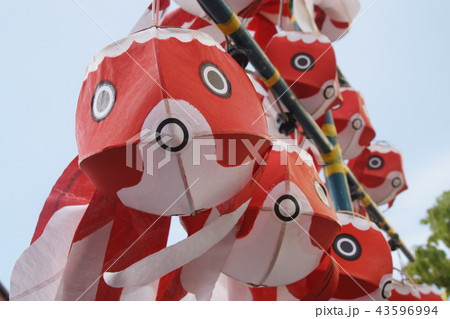 金魚提灯 43596994