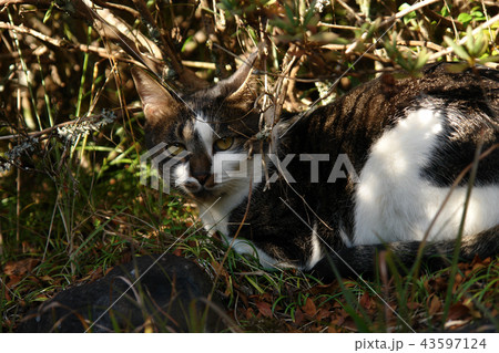 鳥取　四季の散歩　秋　紅葉　東光寺 43597124