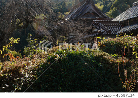 鳥取　四季の散歩　秋　紅葉　東光寺 43597134