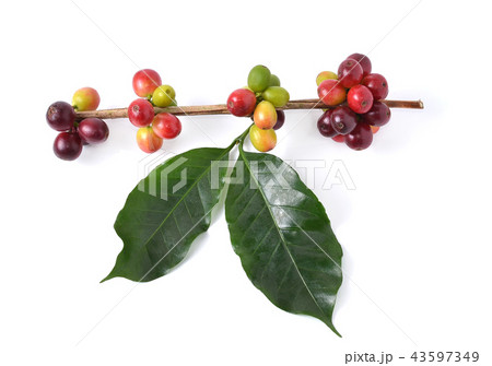 coffee beans on white background. coffee beans on white background. 43597349