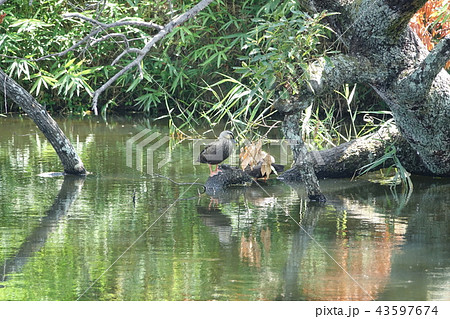ほたるの里・日下新池・日下公園 43597674