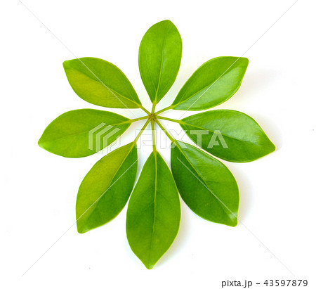 leaves isolated on white background leaves isolated on white background 43597879