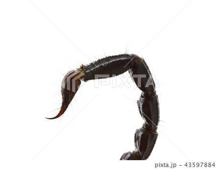 Scorpion of a white background. 43597884