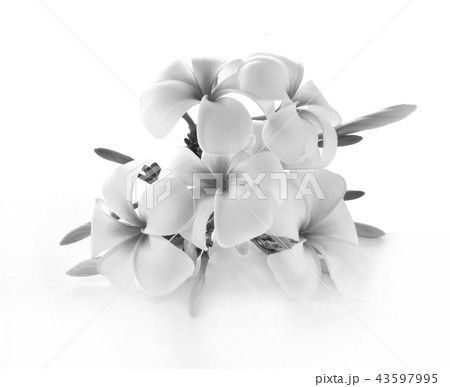 Frangipani flower isolated on white background 43597995