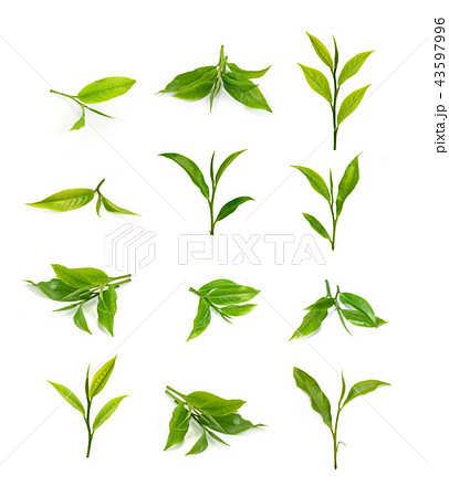 green tea leaf isolated on white background 43597996