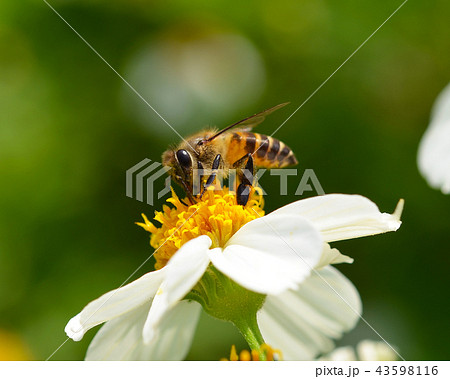 Bee to a flower. 43598116