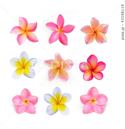 Frangipani flower isolated on white background 43598119
