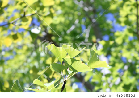 春のイチョウの葉新緑初夏の観光地日差し紫外線カット 春のイチョウの葉新緑初夏の観光地日差し紫外線カット 43598153