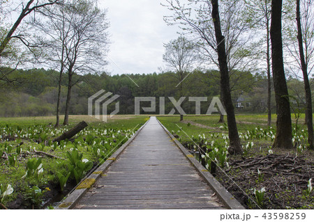 飯網高原大谷地湿原の水芭蕉の群生/長野県長野市 飯網高原大谷地湿原の水芭蕉の群生/長野県長野市 43598259