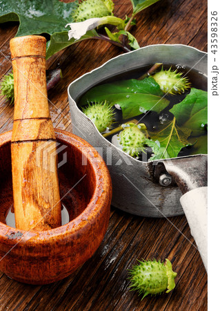 Natural herbs medicine,datura 43598326