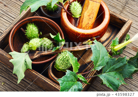 Natural herbs medicine,datura Natural herbs medicine,datura 43598327