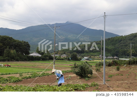 筑波山麓での畑作業  石岡市八郷地区風景 43598544