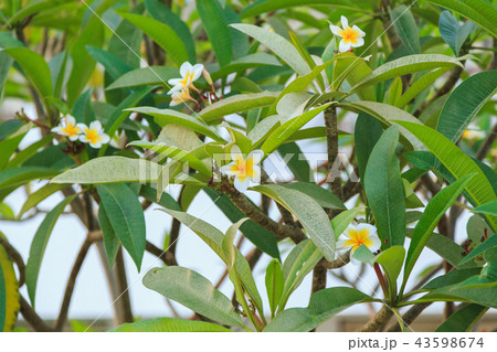 blooming white plumeria flowers 43598674