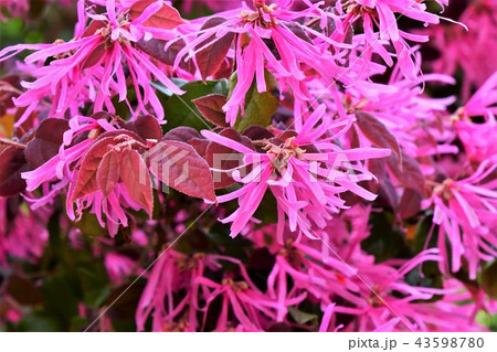 トキワマンサク トキワマンサク 43598780