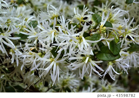 トキワマンサク 43598782