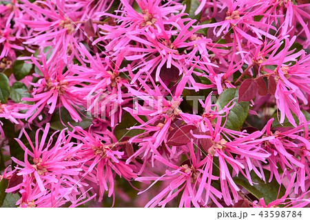 トキワマンサク トキワマンサク 43598784