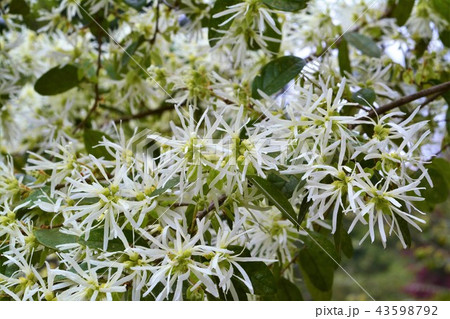 トキワマンサク 43598792