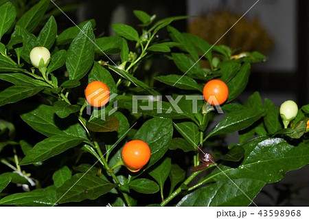 タマサンゴ 43598968