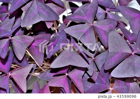 カラスカタバミ葉 43599096