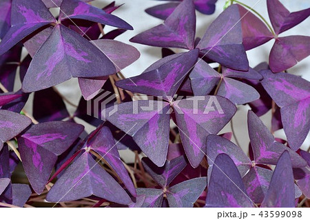 カラスカタバミ葉 43599098