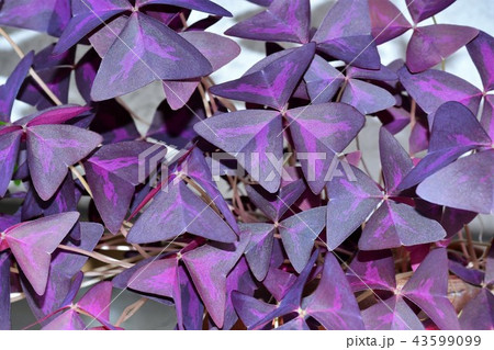 カラスカタバミ葉 43599099