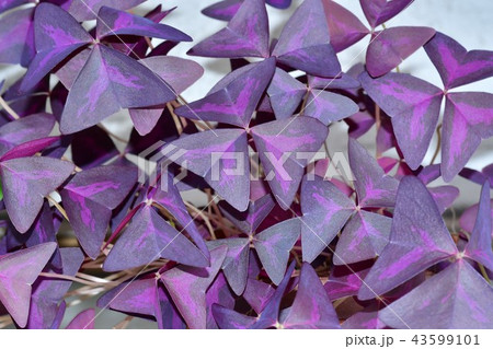 カラスカタバミ葉 カラスカタバミ葉 43599101