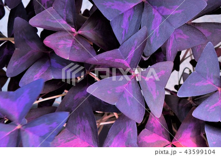 カラスカタバミ葉 43599104