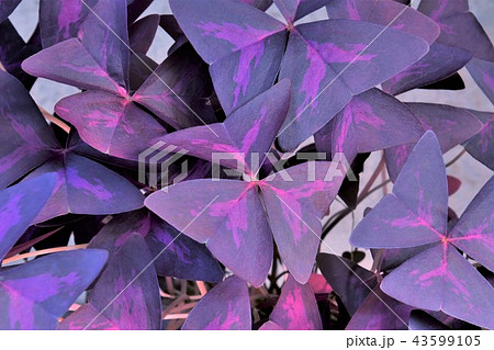 カラスカタバミ葉 43599105