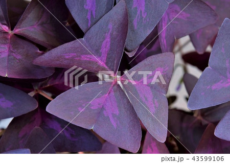 カラスカタバミ葉 43599106