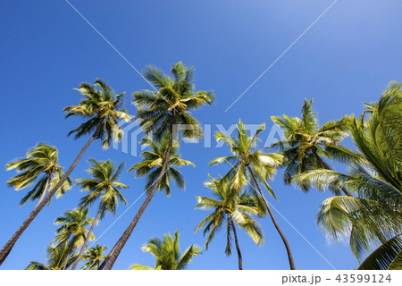 ハワイ島の椰子の木と青空 43599124
