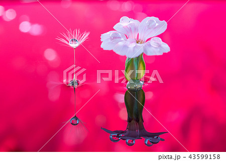 花と雫 43599158