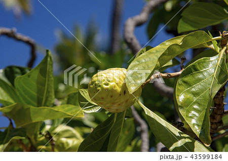 ハワイのノニの実 43599184