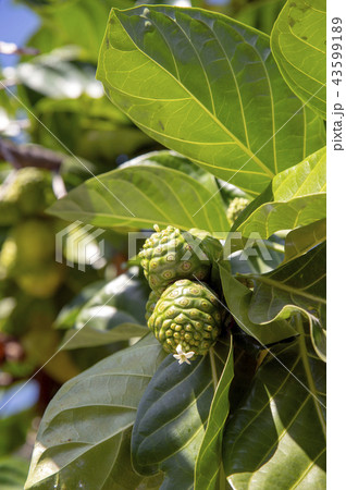 ハワイのノニの実 43599189