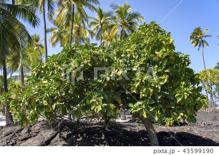 ハワイのノニの実 43599190