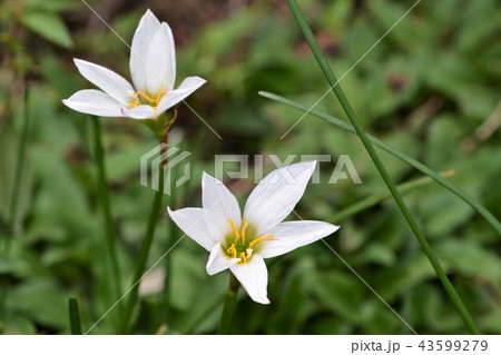 タマスダレ 43599279