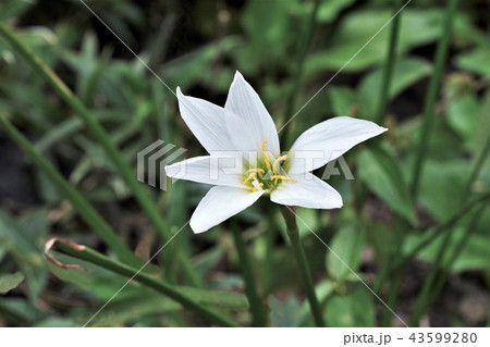 タマスダレ 43599280