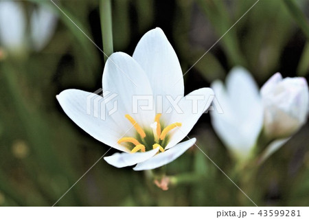 タマスダレ 43599281