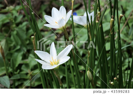 タマスダレ 43599283