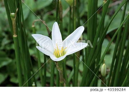 タマスダレ 43599284