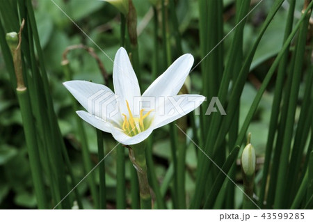 タマスダレ 43599285