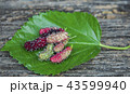 The result is "Mulberry" placed on green leaves. 43599940