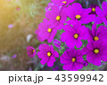 beautiful cosmos flower. 43599942