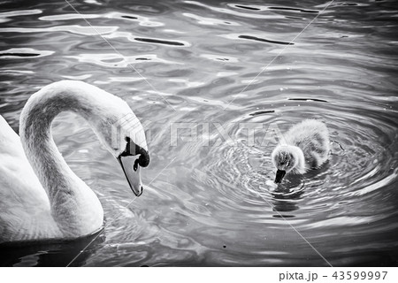 White mother swan swim with her young 43599997