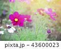 beautiful cosmos flower. 43600023