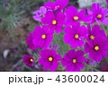 beautiful cosmos flower. 43600024