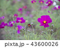 beautiful cosmos flower. 43600026